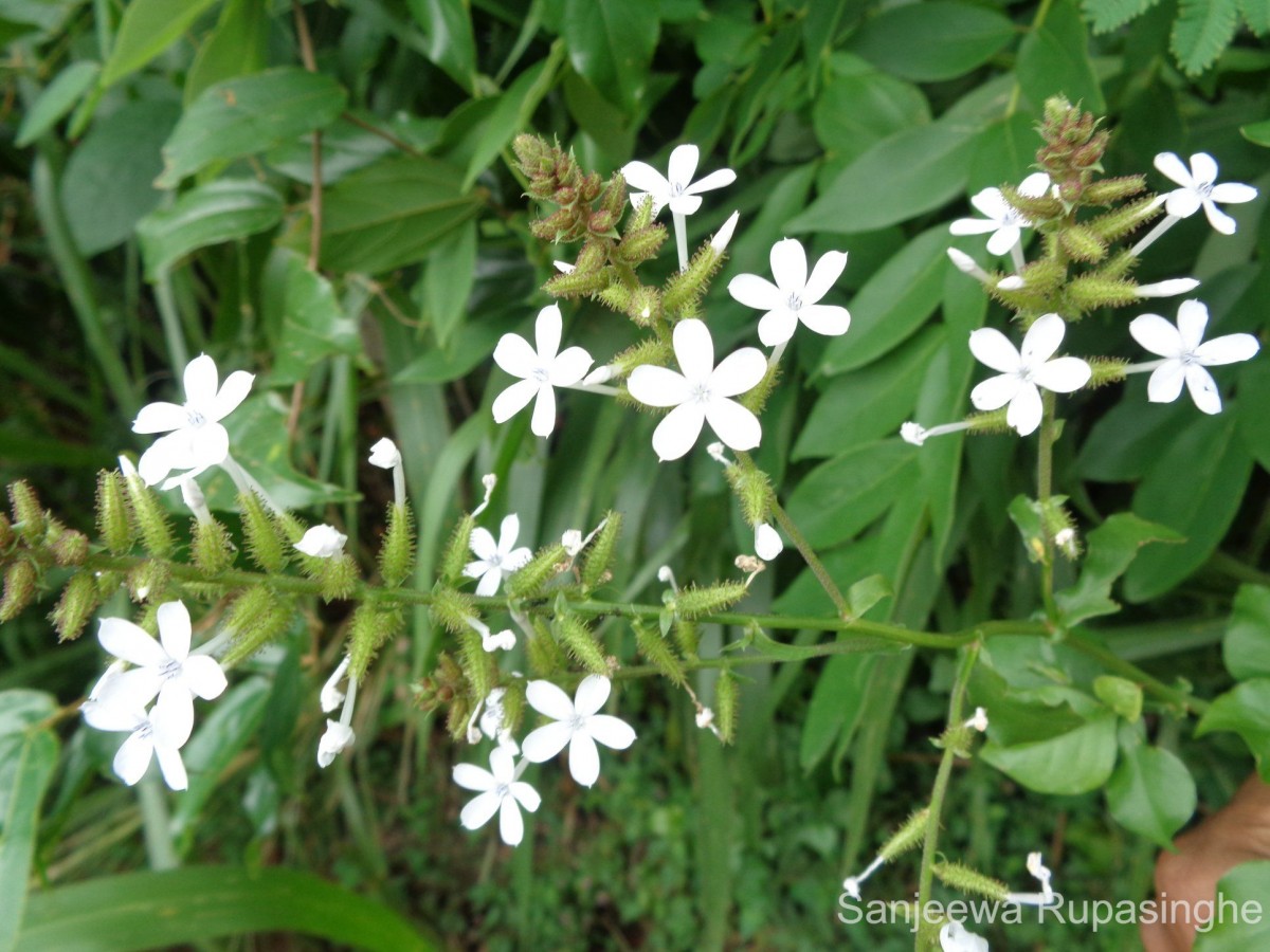 Plumbago zeylanica L.